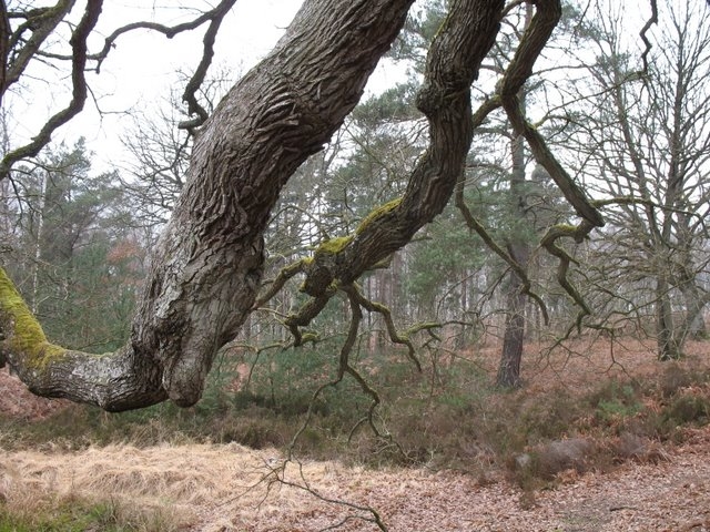 Reconnaissance des arbres 058